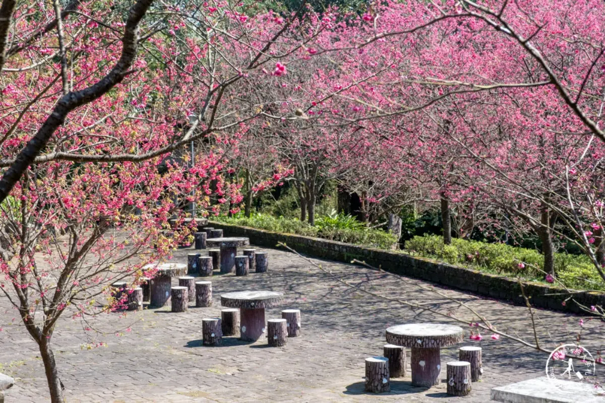 一年四季都有花！「2026陽明山花季」開花情報、賞花地圖，陽明山一日遊推薦