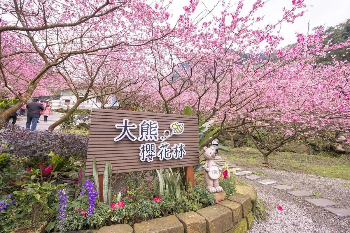 台灣就有夢幻櫻花海!新北最強賞櫻祕境,4000棵櫻花樹、6大品種接力開花 台灣就有夢幻櫻花海!新北最強賞櫻祕境,4000棵櫻花樹、6大品種接力開花