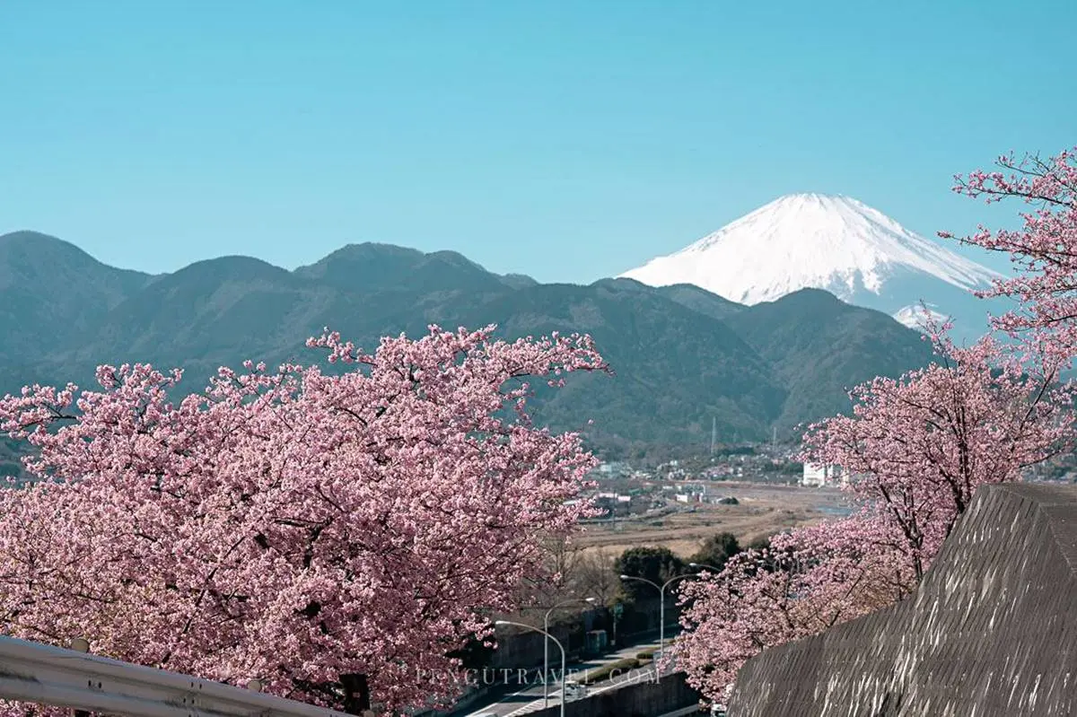 夢幻爆棚!東京近郊玩「櫻花溜滑梯」,再拍「春櫻同框富士山」明信片美景 夢幻爆棚!東京近郊玩「櫻花溜滑梯」,再拍「春櫻同框富士山」明信片美景