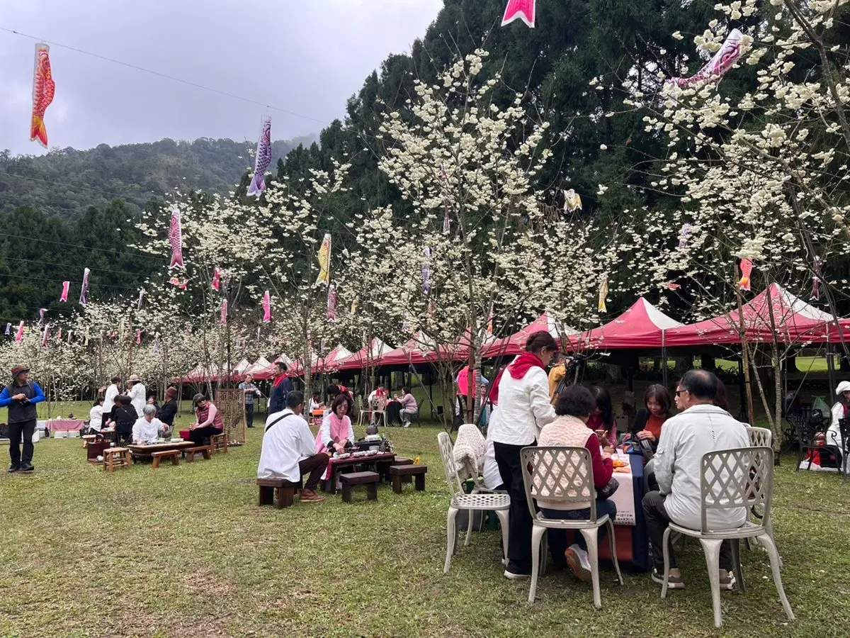「九族櫻花季」全台最美櫻花季：2026開花時間、９大限定活動