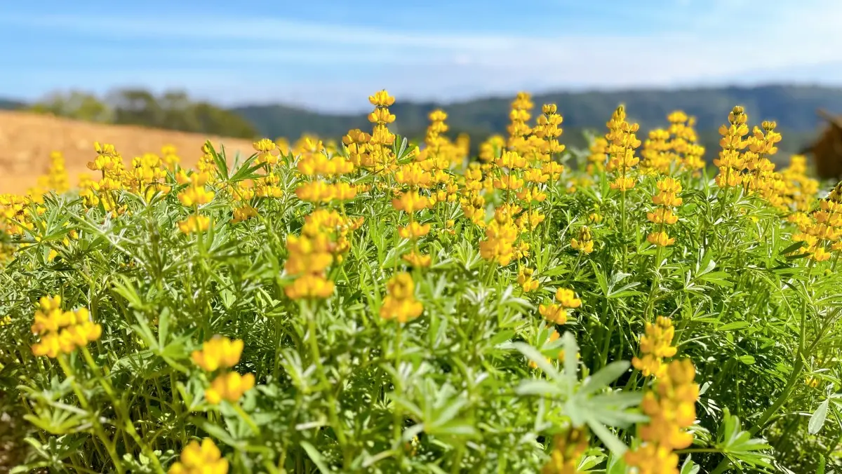 春遊賞花最美第一波！「桃園魯冰花季」滿山金黃花海盛開