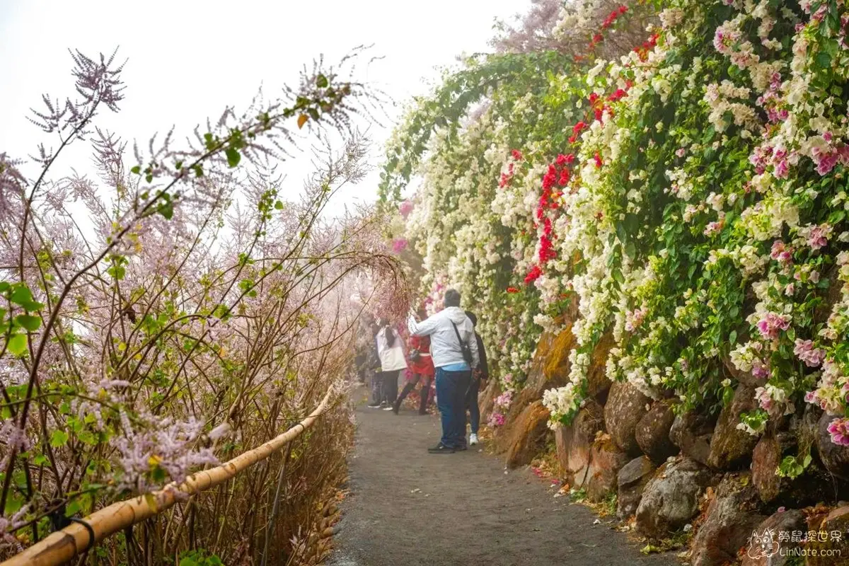全台最美「粉紅麝香木」祕境開放了!拍爆6000坪夢幻花海,門票只要100元 全台最美「粉紅麝香木」祕境開放了!拍爆6000坪夢幻花海,門票只要100元