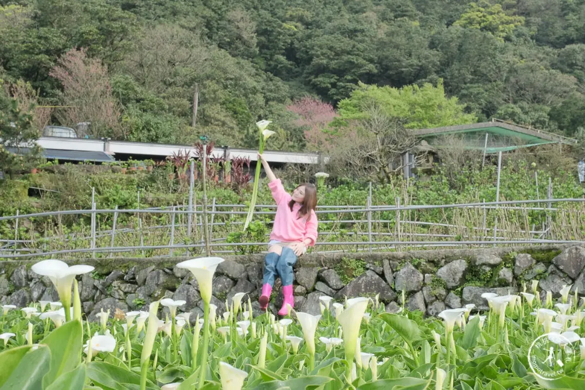 2026竹子湖海芋季賞花攻略！走海芋步道、吃陽明山土雞，導覽與管制時段一次看