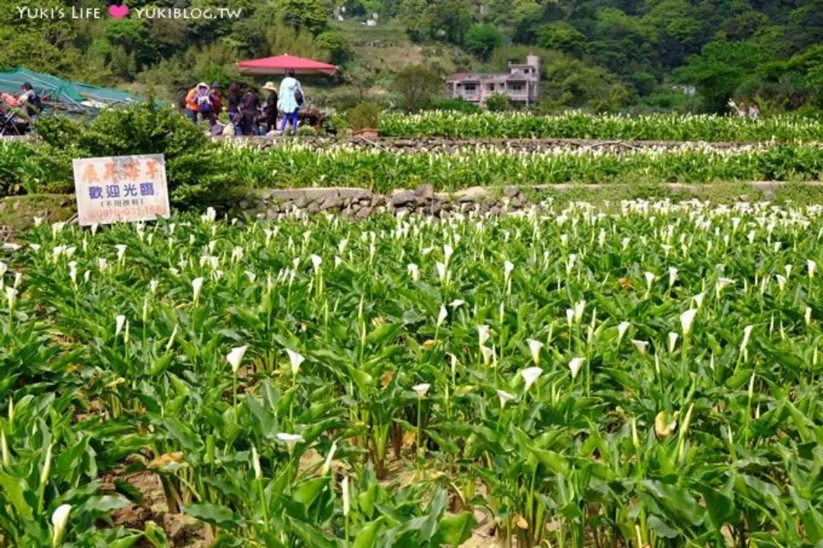 2026竹子湖海芋季賞花攻略！走海芋步道、吃陽明山土雞，導覽與管制時段一次看