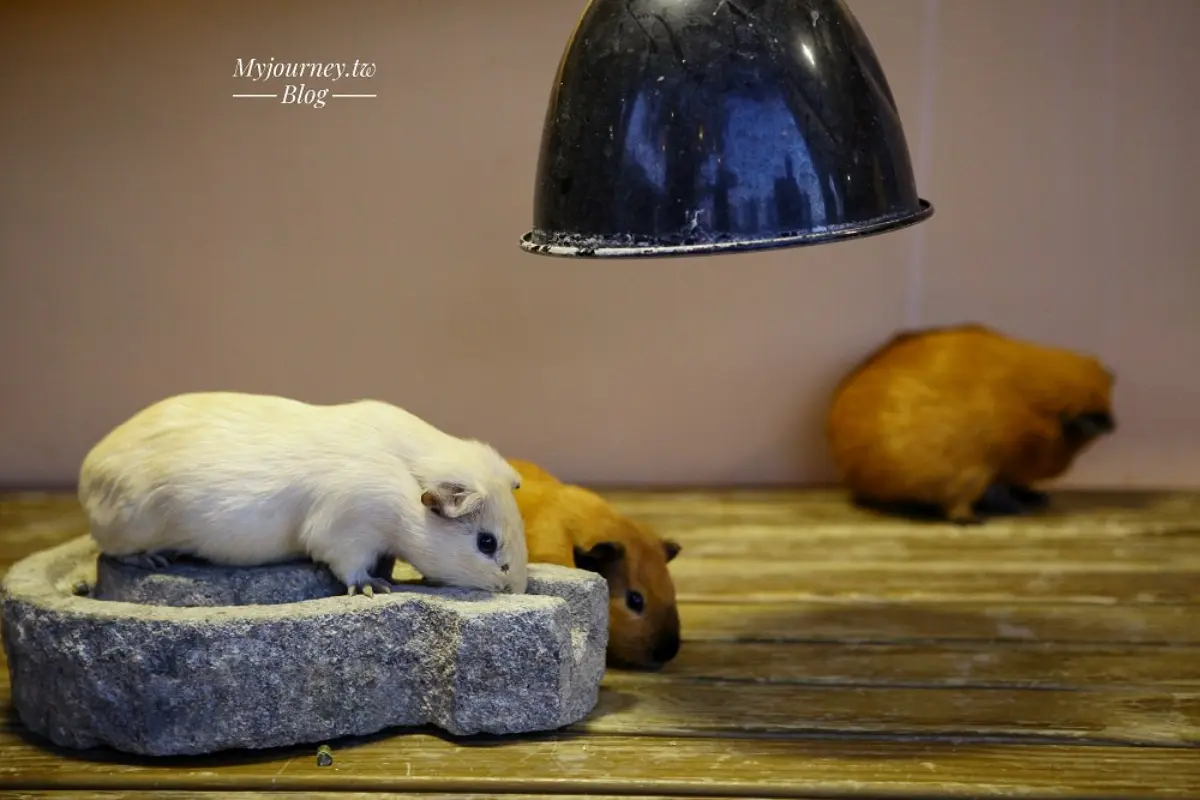 白天看動物、晚上看無敵夜景!網友激推中部親子景點,互動超萌水豚、笑笑羊 白天看動物、晚上看無敵夜景!網友激推中部親子景點,互動超萌水豚、笑笑羊