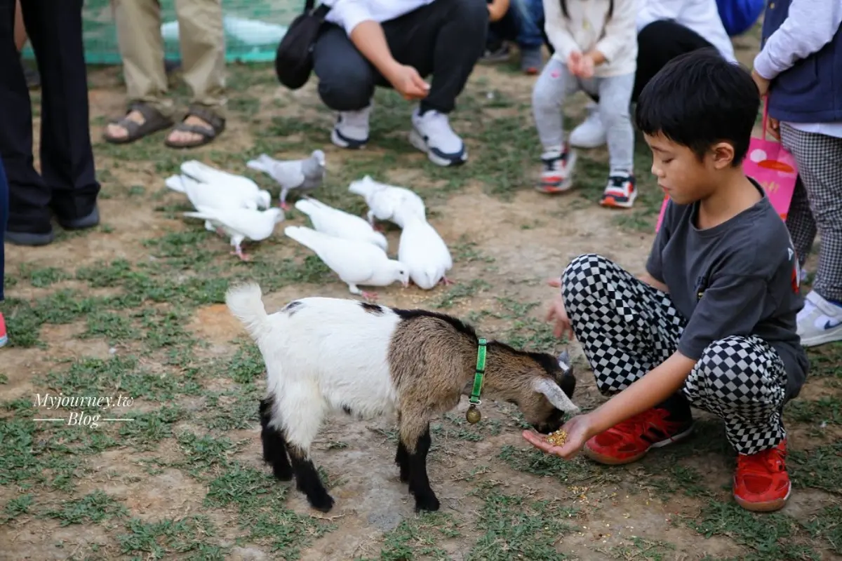白天看動物、晚上看無敵夜景!網友激推中部親子景點,互動超萌水豚、笑笑羊 白天看動物、晚上看無敵夜景!網友激推中部親子景點,互動超萌水豚、笑笑羊