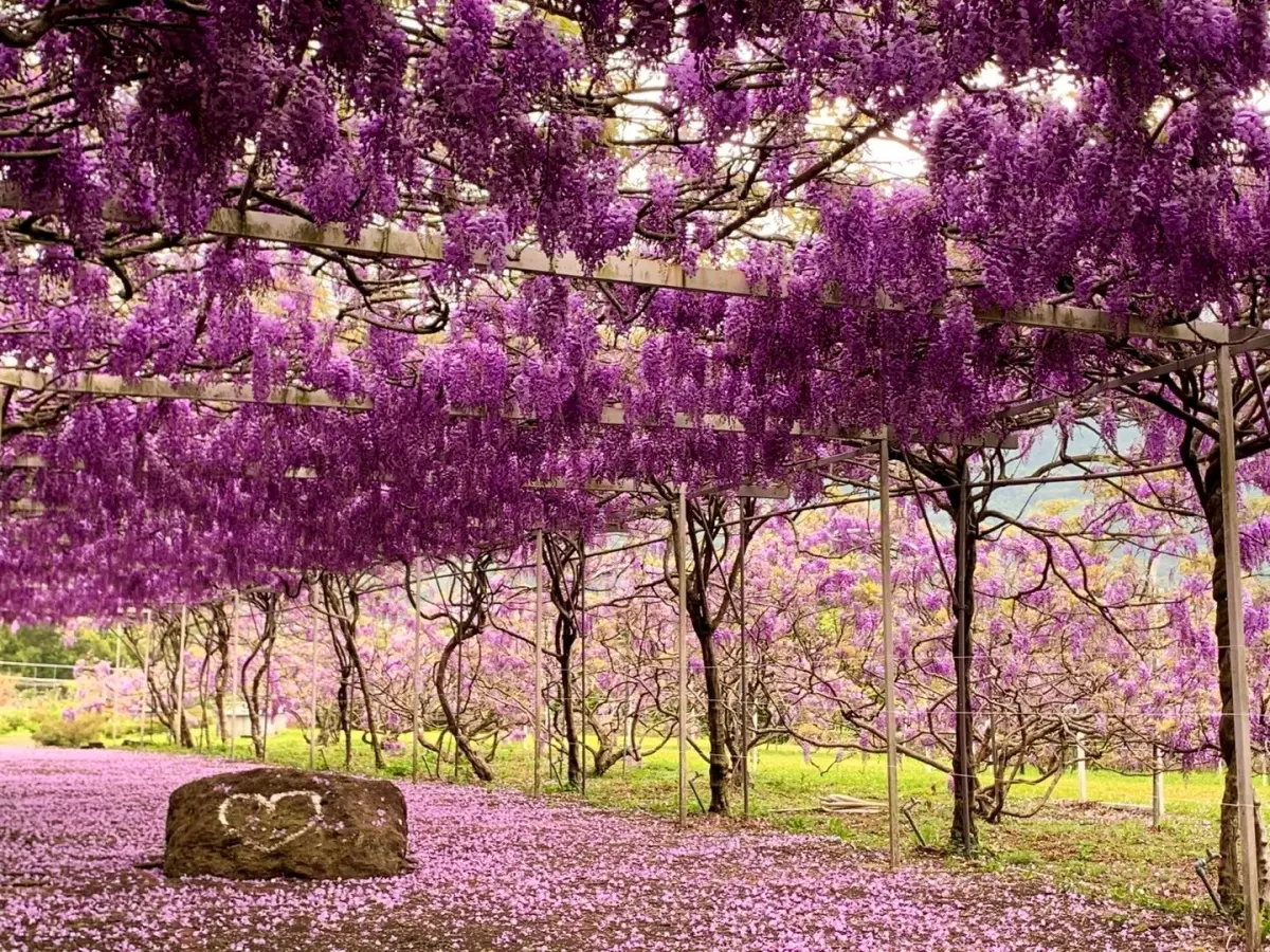 全台最大「夢幻紫藤花園」在新北!3月這天開放入園,加碼看櫻花+繡球祕境 全台最大「夢幻紫藤花園」在新北!3月這天開放入園,加碼看櫻花+繡球祕境