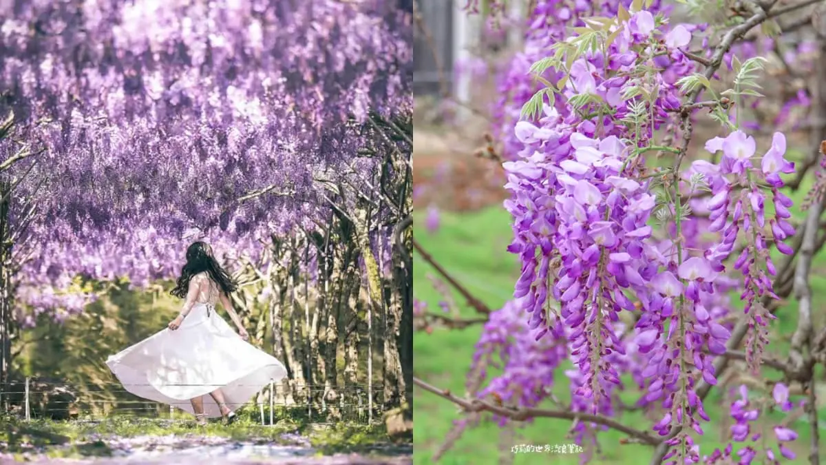 全台最大「夢幻紫藤花園」在新北！３月這天開放入園，加碼看櫻花＋繡球祕境