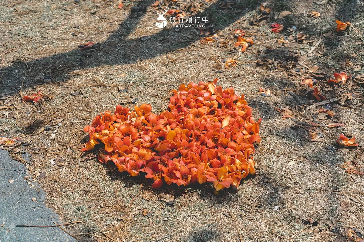 「全球最美花海街道」在台南！美拍１公里橘紅木棉花海，８處賞花地點一次看