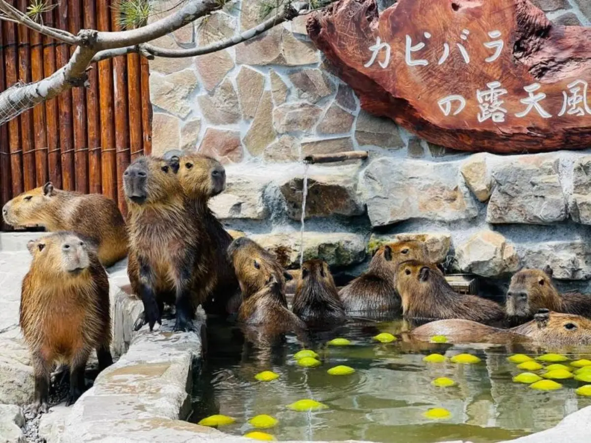 清明連假景點優惠！「線上購票」動物農場門票買一送一，樂園搭接駁車輕鬆玩