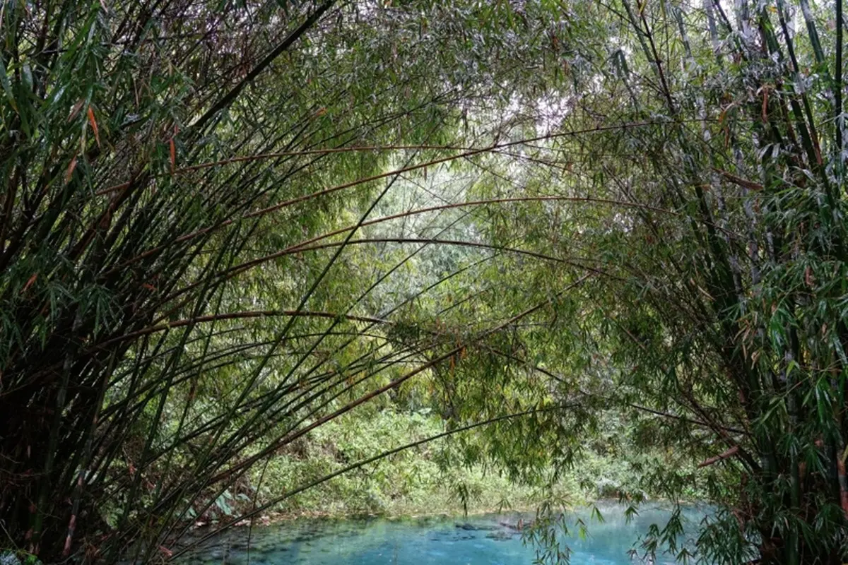 大農大富平地森林園區|森林步道賞四季美景,花蓮親子景點推薦 大農大富平地森林園區|森林步道賞四季美景,花蓮親子景點推薦