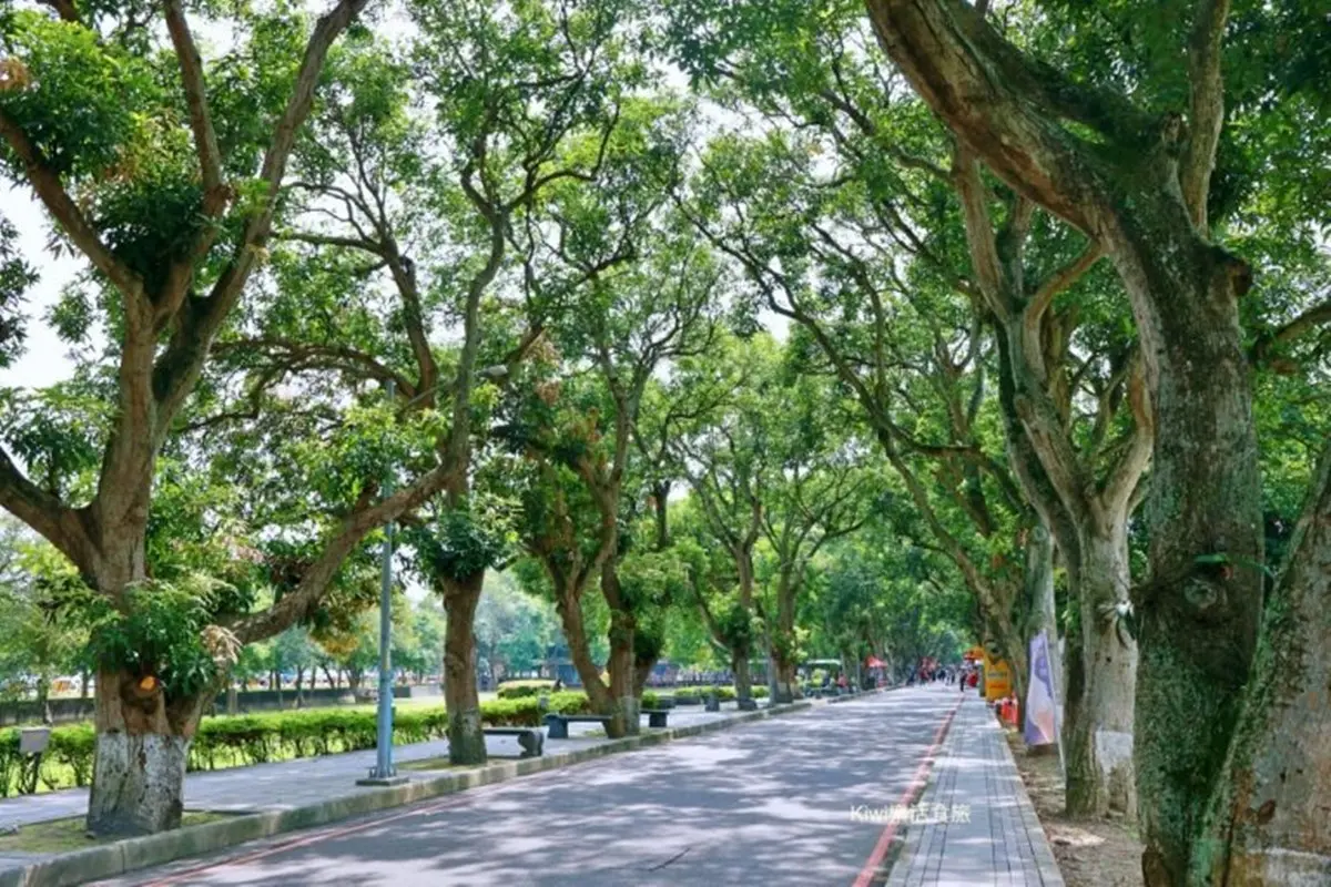 「古坑綠色隧道」玩法解鎖!附近景點+美食攻略,雲林親子景點 「古坑綠色隧道」玩法解鎖!附近景點+美食攻略,雲林親子景點