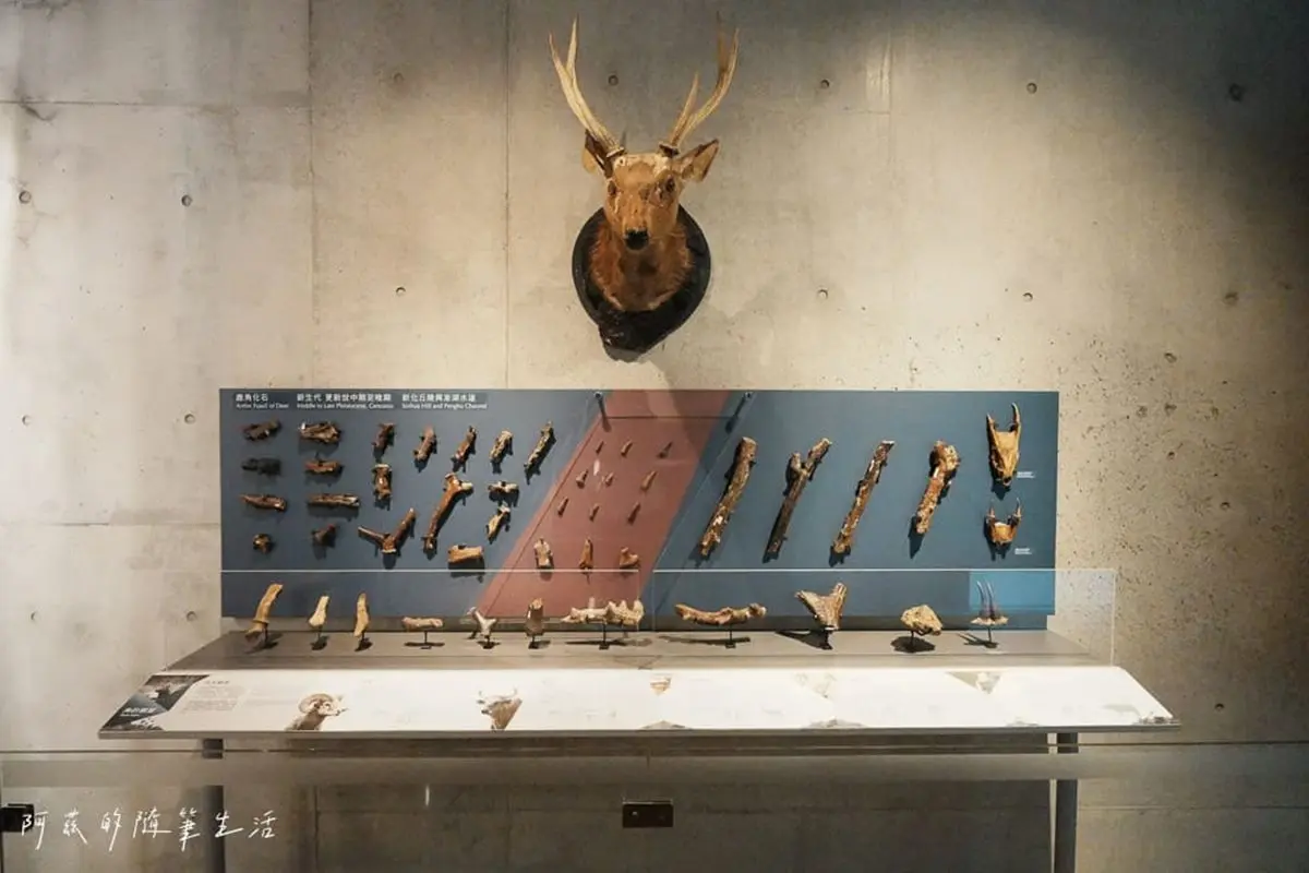 1秒穿越「侏儸紀公園」!台灣唯一「化石主題博物館」,5大展區亮點一次看 1秒穿越「侏儸紀公園」!台灣唯一「化石主題博物館」,5大展區亮點一次看