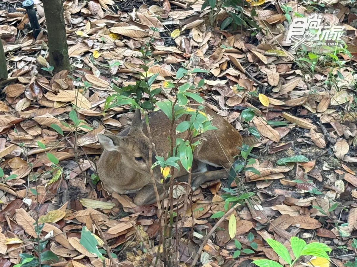 亞洲首座「雨林野生探險園」開幕!5大亮點攻略搶看:36種珍稀動物、洞穴探險 亞洲首座「雨林野生探險園」開幕!5大亮點攻略搶看:36種珍稀動物、洞穴探險