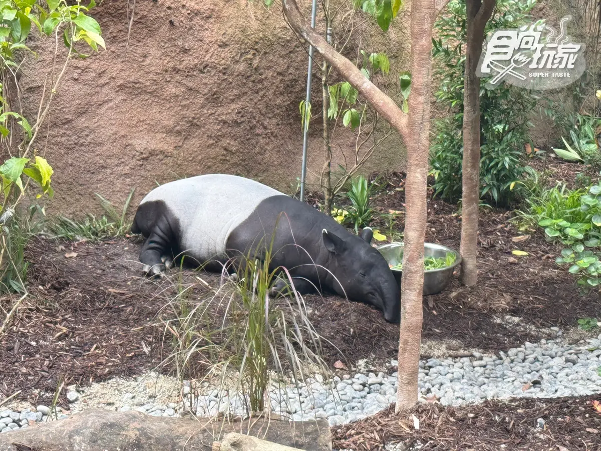 亞洲首座「雨林野生探險園」開幕!5大亮點攻略搶看:36種珍稀動物、洞穴探險 亞洲首座「雨林野生探險園」開幕!5大亮點攻略搶看:36種珍稀動物、洞穴探險