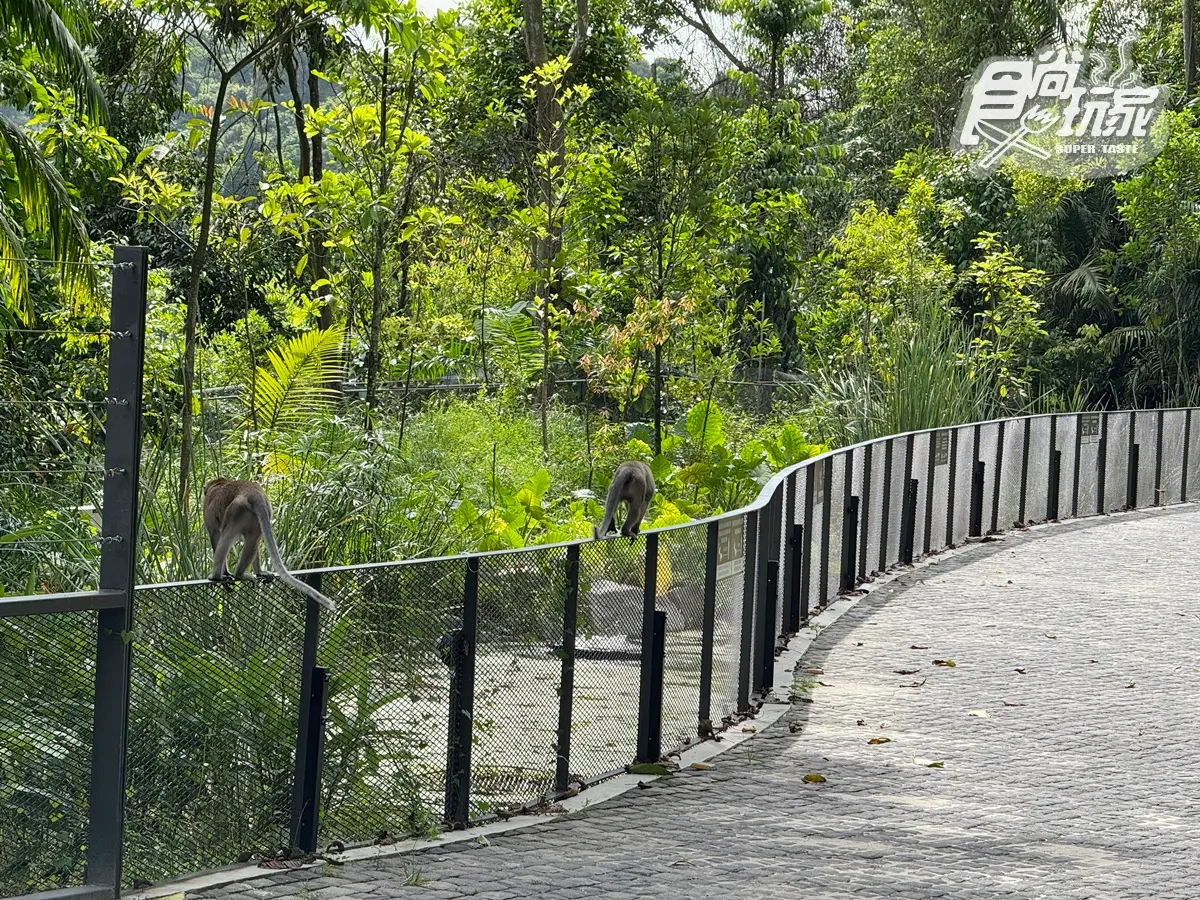 亞洲第1間「野生動物度假村」!8大亮點搶先看:懸浮果莢樹屋、270度雨林美景 亞洲第1間「野生動物度假村」!8大亮點搶先看:懸浮果莢樹屋、270度雨林美景