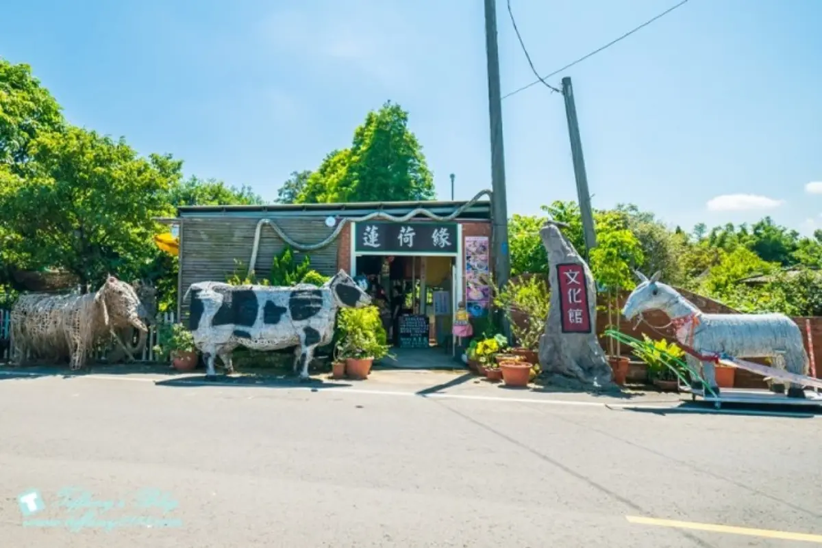 錯過等明年！桃園夏季限定「大王蓮」花季開跑，拍美照100公斤以下都能坐