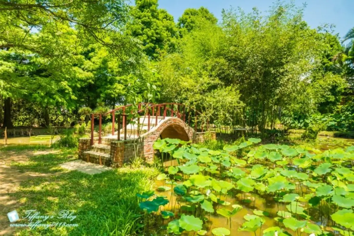 錯過等明年！桃園夏季限定「大王蓮」花季開跑，拍美照100公斤以下都能坐
