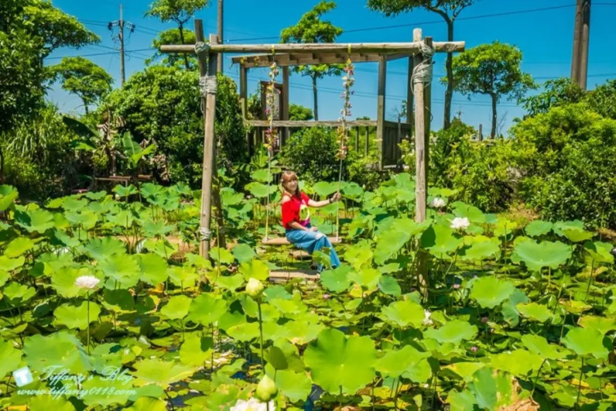 錯過等明年！桃園夏季限定「大王蓮」花季開跑，拍美照100公斤以下都能坐