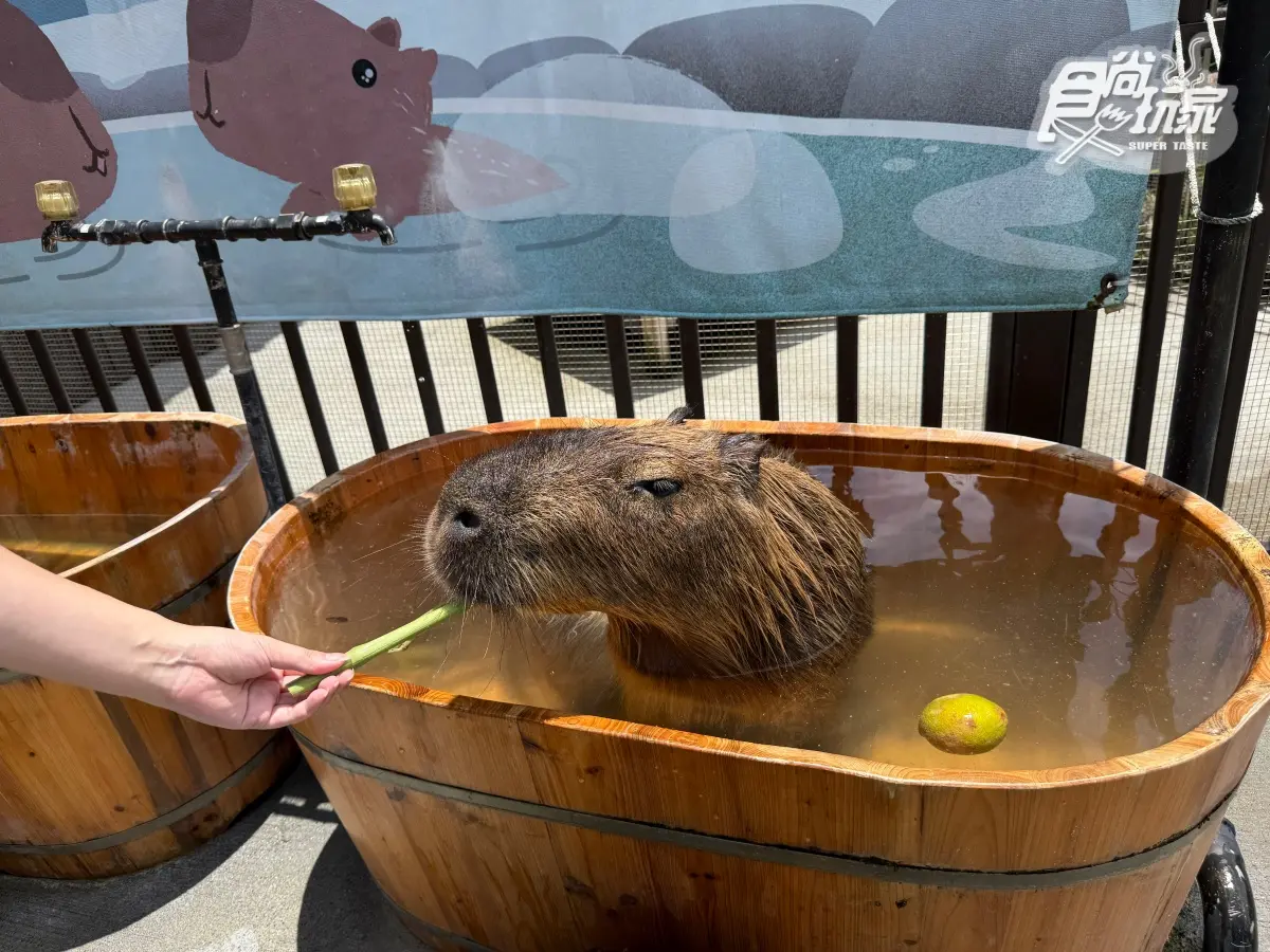 宜蘭全新「卡比巴拉」主題滑索！跨湖欣賞絕美日式庭園，餵食呆萌水豚超療癒