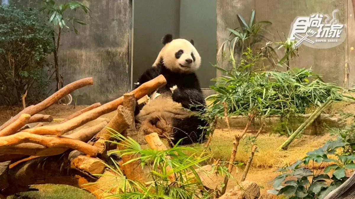 2026香港海洋公園全攻略!門票優惠、必玩設施一次收,近距離看熊貓+狐獴(中獎公布) 2026香港海洋公園全攻略!門票優惠、必玩設施一次收,近距離看熊貓+狐獴(中獎公布)