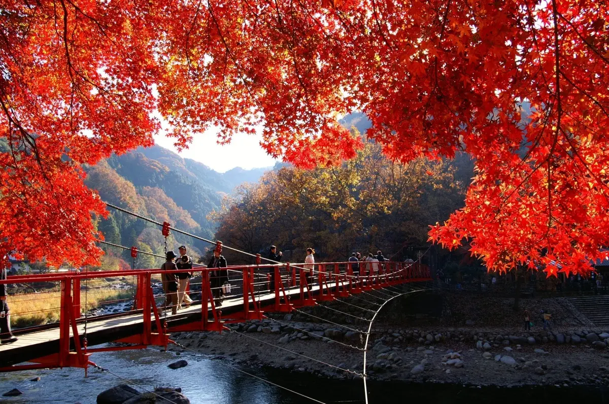 日本、韓國賞楓團開搶！滿山紅葉、銀杏美景雙收，阿里山鐵道賞楓２日輕鬆玩
