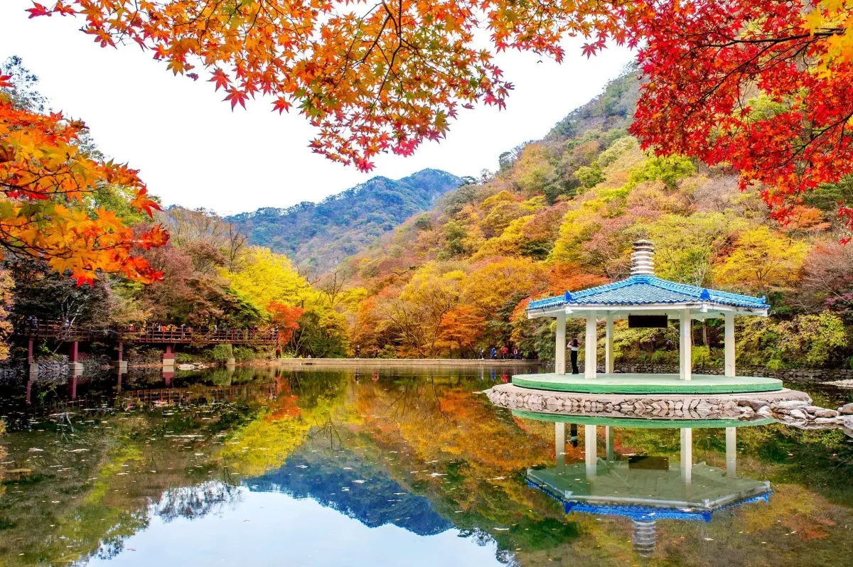 日本、韓國賞楓團開搶！滿山紅葉、銀杏美景雙收，阿里山鐵道賞楓２日輕鬆玩