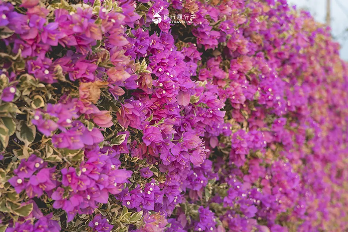 最新台南爆紅「九重葛花牆」在這!多色花朵爭奇鬥豔,綿延百米超好拍 最新台南爆紅「九重葛花牆」在這!多色花朵爭奇鬥豔,綿延百米超好拍