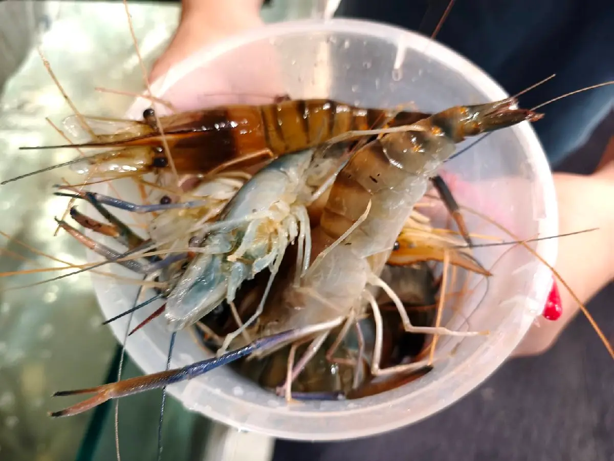 吃到飽省近200元！「泰國活蝦火鍋」蒸煮烤一蝦多吃，還有港點、烤鴨、自助吧（中獎公布）