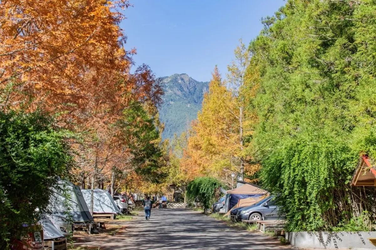 秋冬限定！全台８大絕美落羽松露營秘境，紅葉、星空、溫泉一次滿足