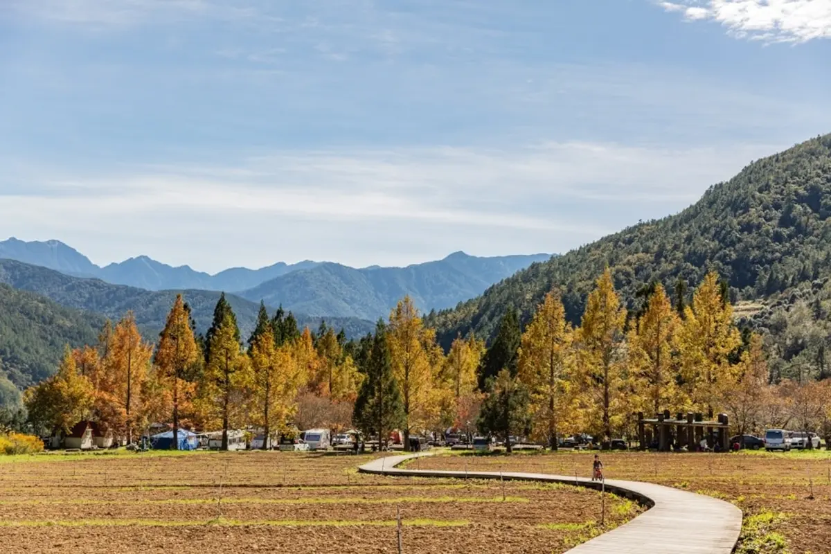 秋冬限定！全台８大絕美落羽松露營秘境，紅葉、星空、溫泉一次滿足