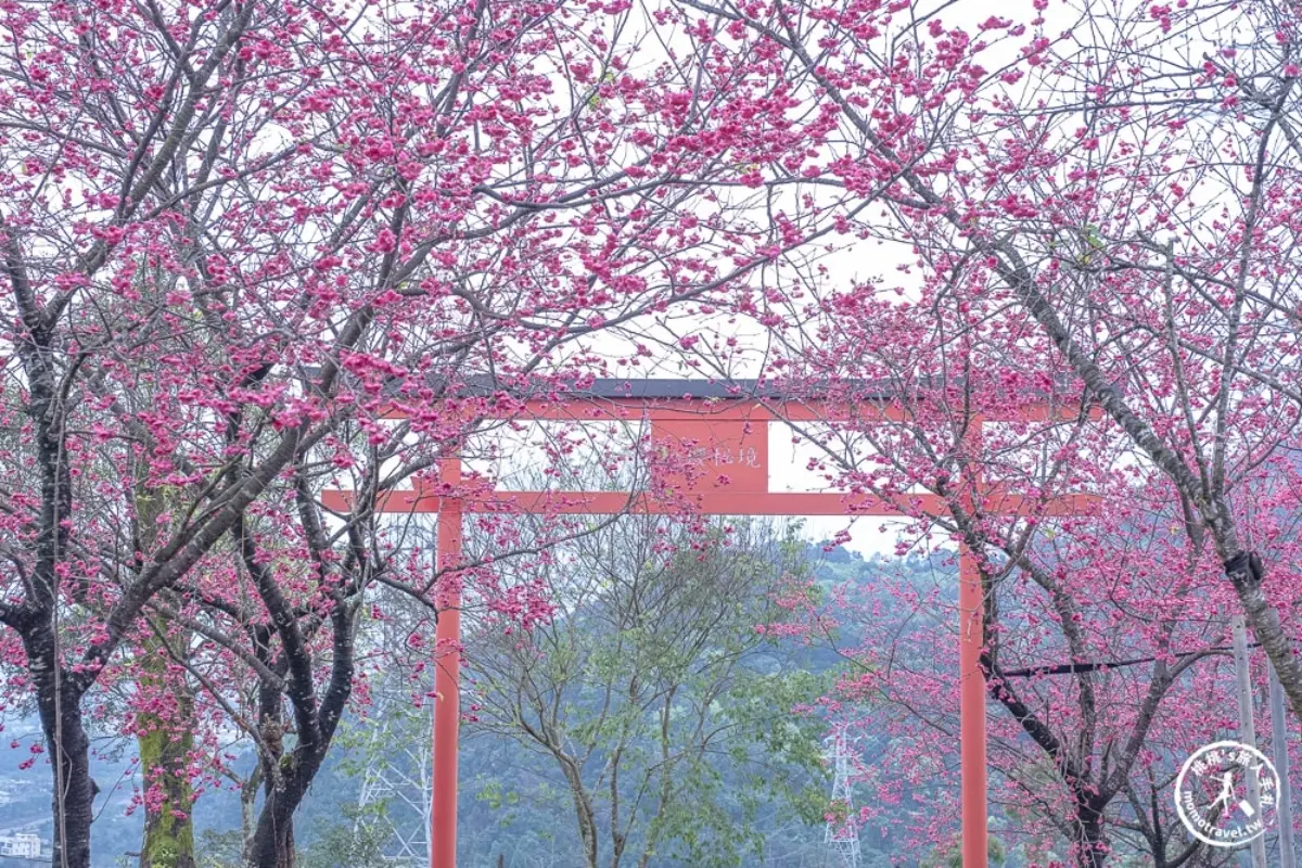 宜蘭景點：松櫻秘境