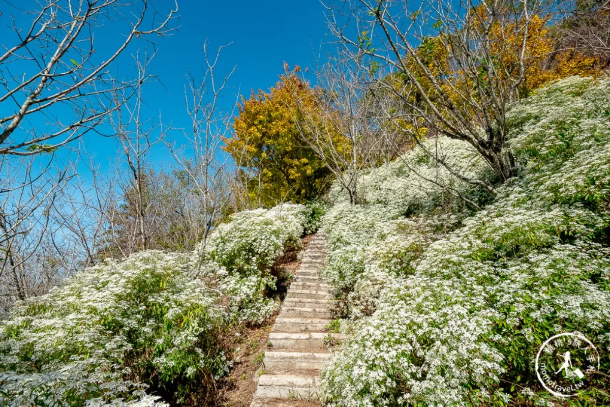 美拍雪國童話森林！台中夢幻雪白木大爆發，台灣限定黃金楓隧道同步登場