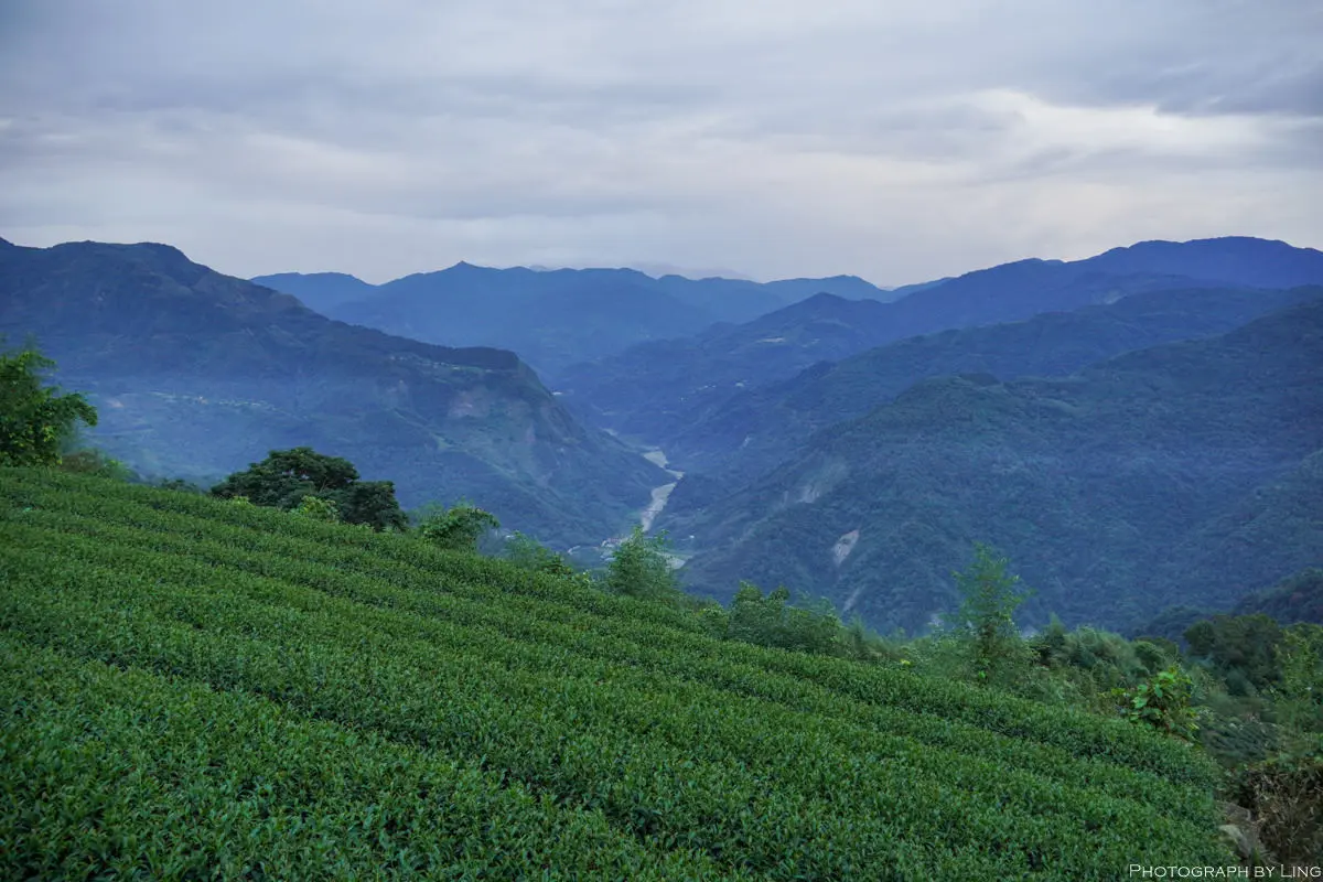 睡醒就是雲海！阿里山４家民宿「茶園第一排」看日出，加碼５間嘉義親子包棟玩瘋