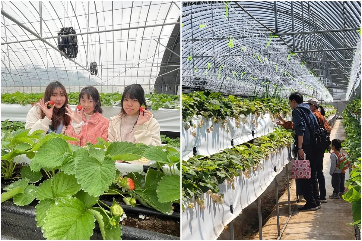 送草莓氣泡飲現省80元！親子必遊12家草莓農場，還可賞落羽松、做糖葫蘆(中獎公布)