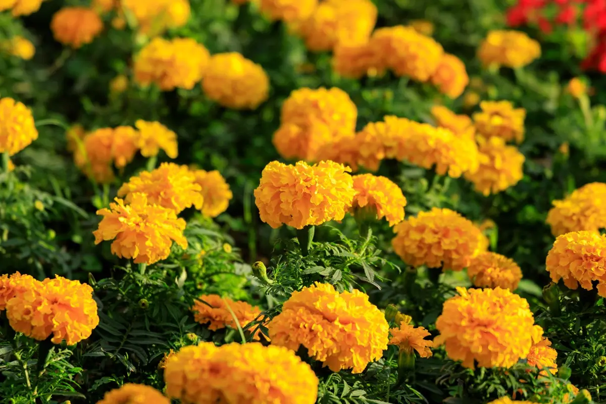 台北免費賞花秘境！繽紛花海持續到２月，搭捷運、公車就能輕鬆到