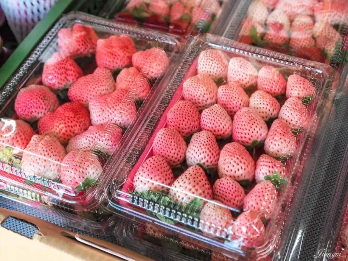 大湖草莓季必收！８間強大果園懶人包：稀有白草莓、韓系下午茶，連毛孩也能去