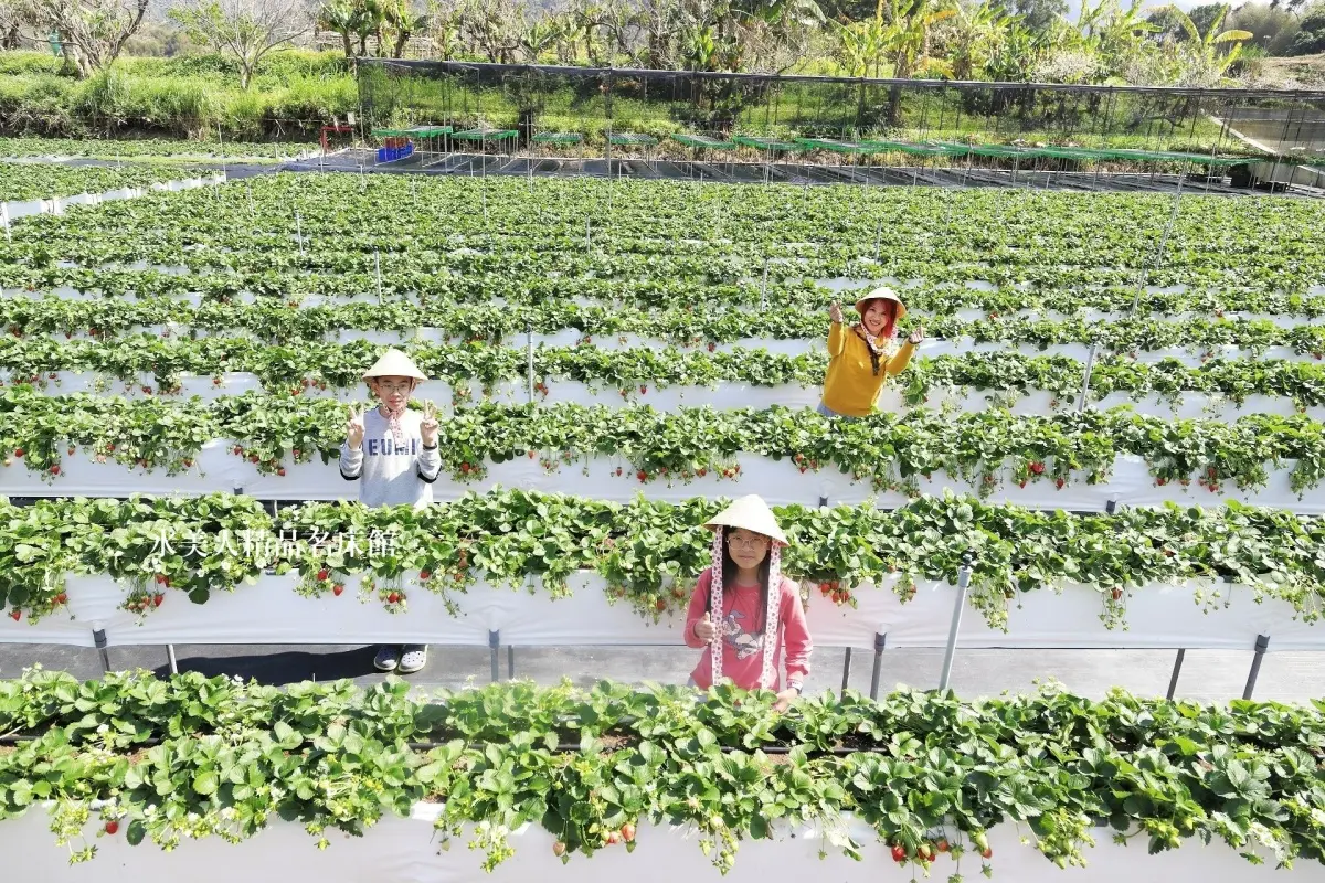 大湖草莓季必收！８間強大果園懶人包：稀有白草莓、韓系下午茶，連毛孩也能去