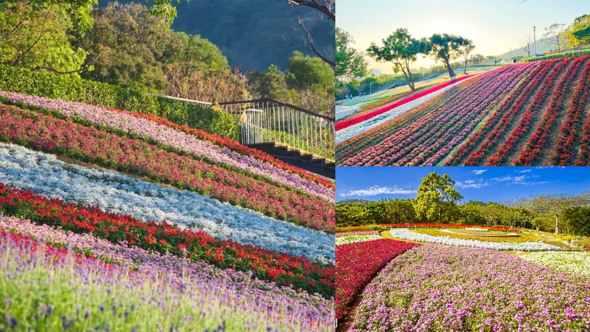 北投「台版富良野」彩色花海要來了！出動16萬盆花卉，免費拍到３月中旬