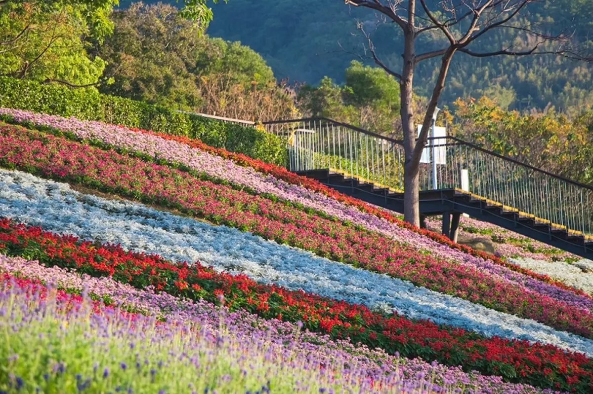 北投「台版富良野」彩色花海要來了!出動16萬盆花卉,免費拍到3月中旬 北投「台版富良野」彩色花海要來了!出動16萬盆花卉,免費拍到3月中旬