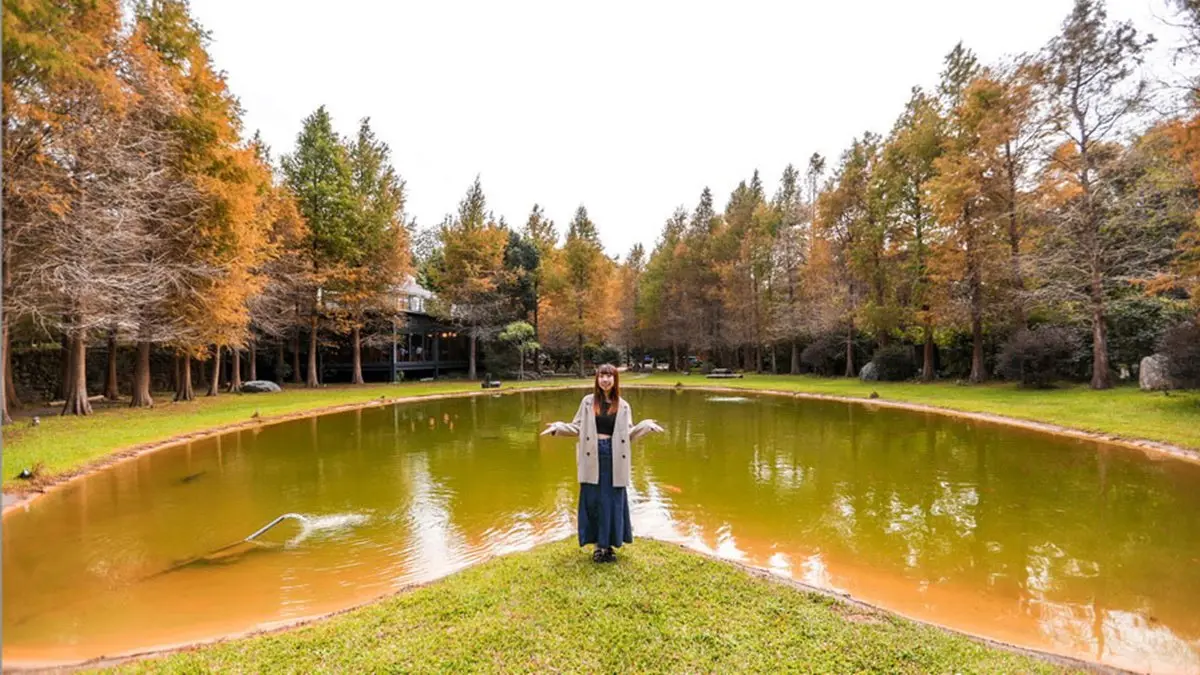 新竹關西秘境餐廳！玻璃屋賞落羽松、喝仙草雞湯，隱藏版愛心池倒影預約才能進