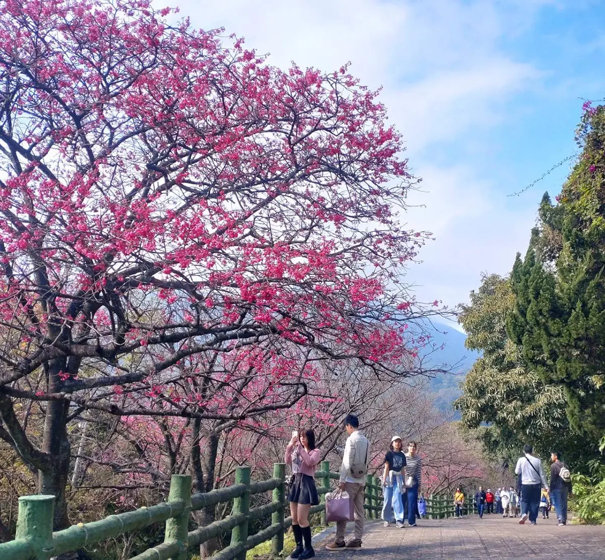 一年四季都有花！「2026陽明山花季」開花情報、賞花地圖，陽明山一日遊推薦