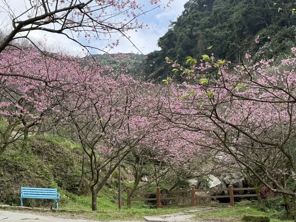 新北最強「賞櫻祕境」開放！4000棵櫻花樹、７大品種接力開花，必拍龍貓車站