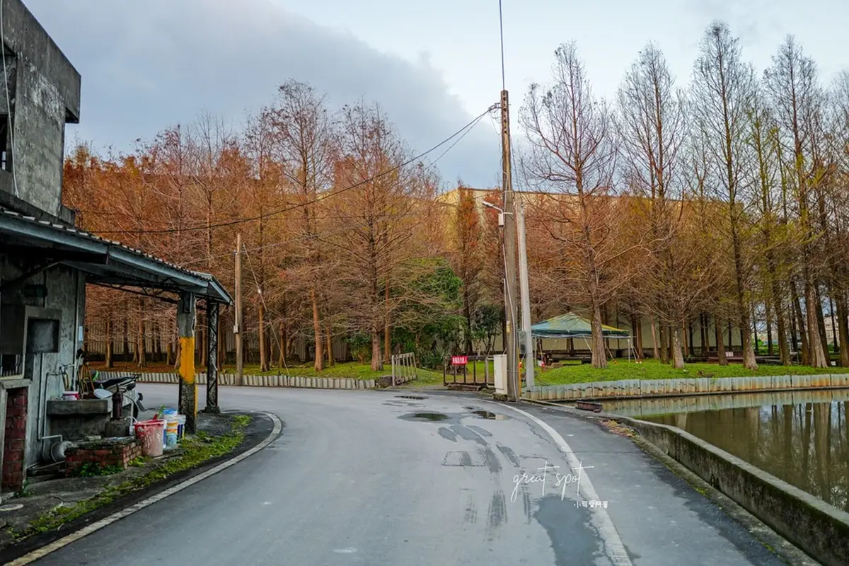在地人才知道！宜蘭隱藏版「落羽松秘境」免費拍，橘紅夕陽灑落森林超夢幻