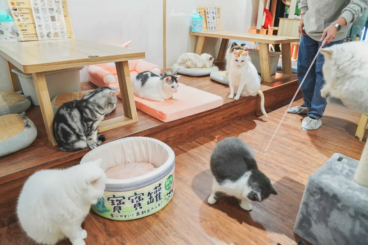 喵喵喵～貓「店」感應！全台吸貓路線公開，22家貓咪咖啡廳看完秒出發