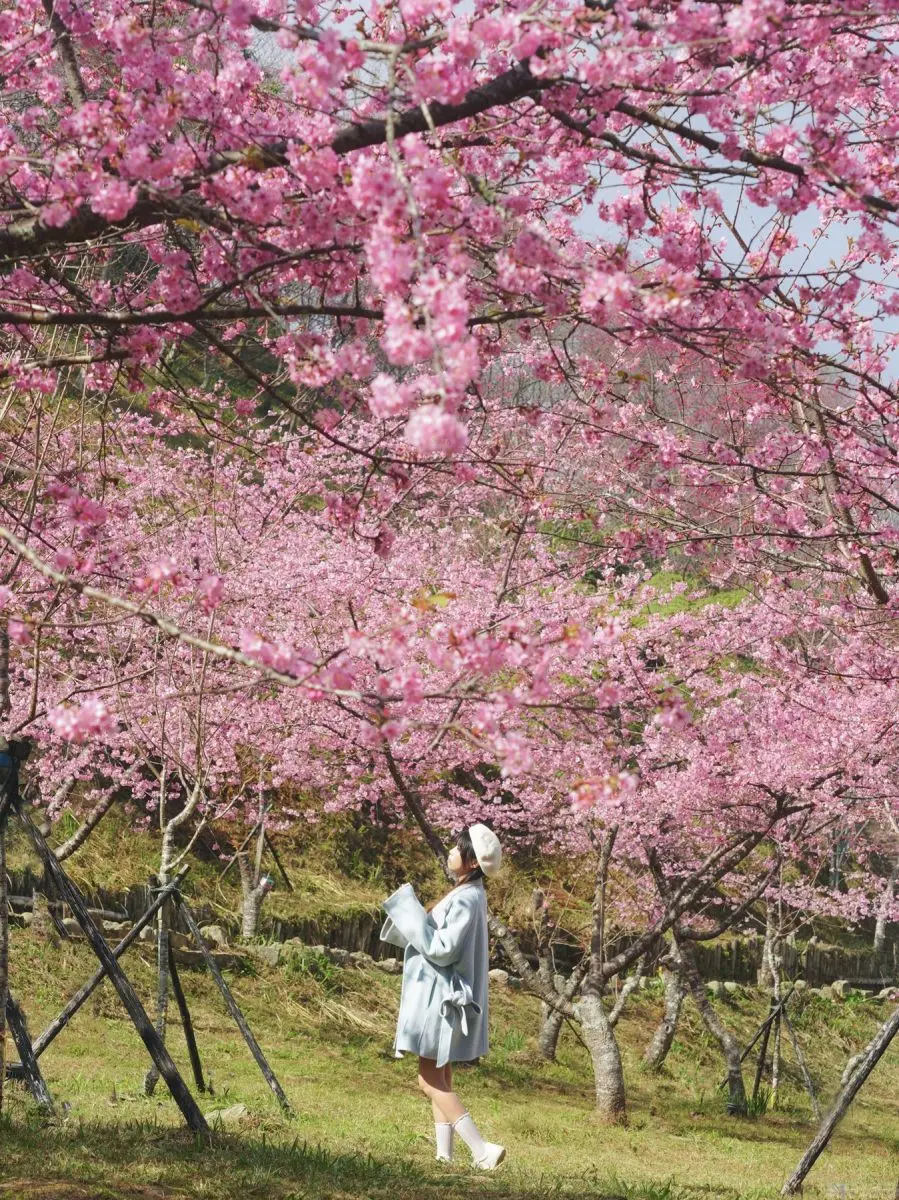 高雄最強免費賞櫻秘境!2026櫻花滿開中,美拍河津櫻粉紅花海、有免費接駁車 高雄最強免費賞櫻秘境!2026櫻花滿開中,美拍河津櫻粉紅花海、有免費接駁車