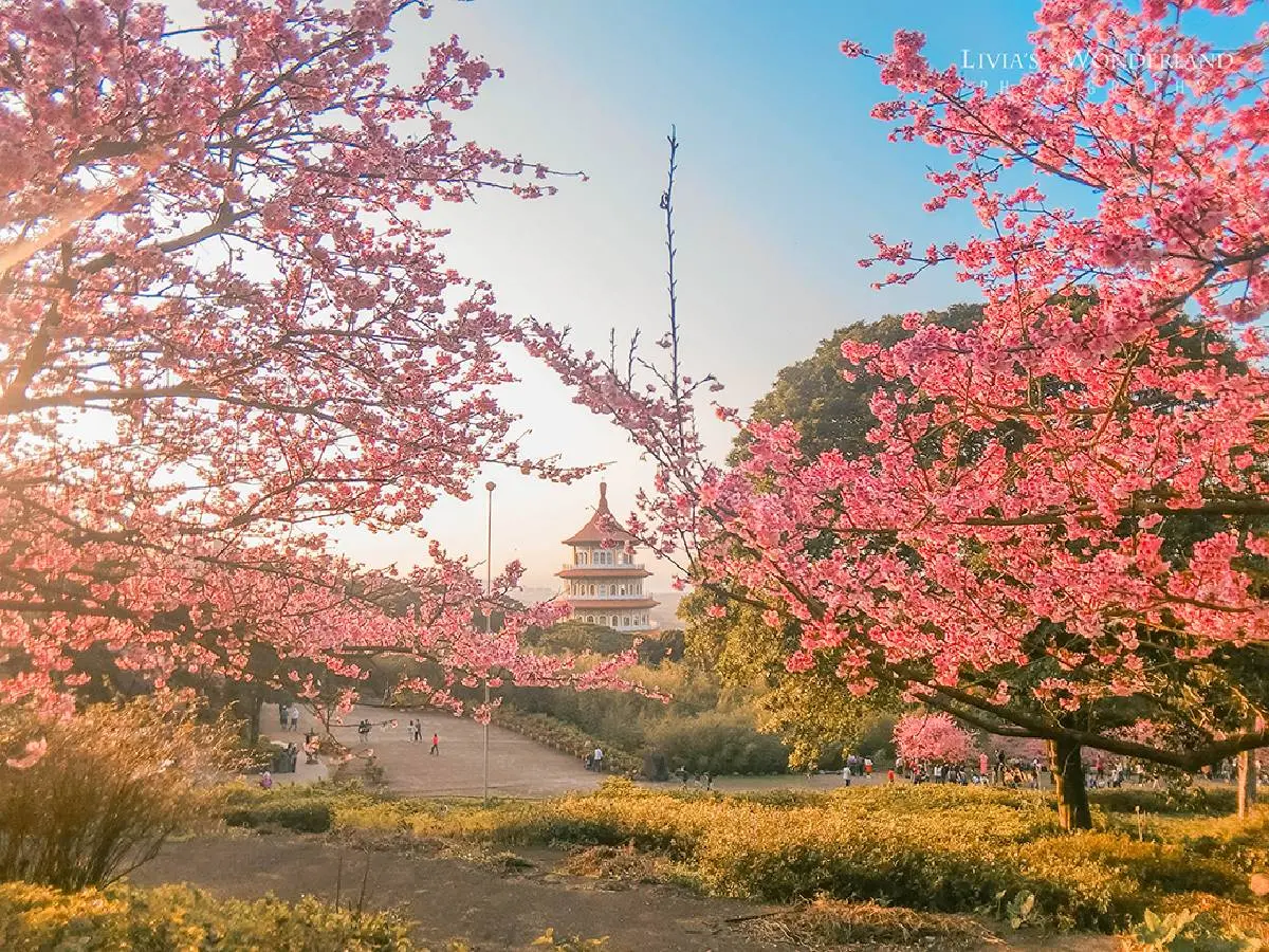 司馬庫斯、淡水天元宮都輸了！網友推薦賞櫻景點Top10，冠軍粉紅櫻花海美翻