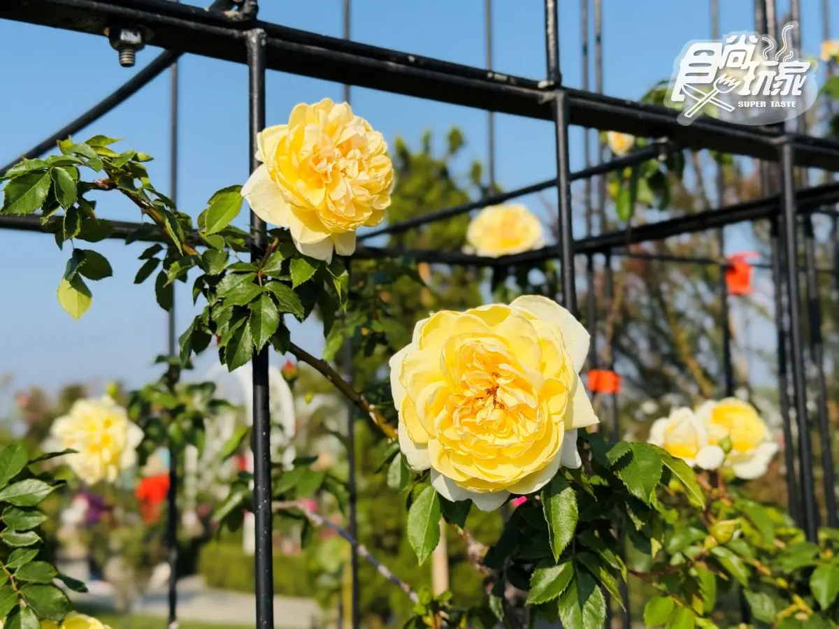 全台最大「玫瑰花園」免費拍!超過20種玫瑰接力綻放,1招免費換哈根達斯 全台最大「玫瑰花園」免費拍!超過20種玫瑰接力綻放,1招免費換哈根達斯