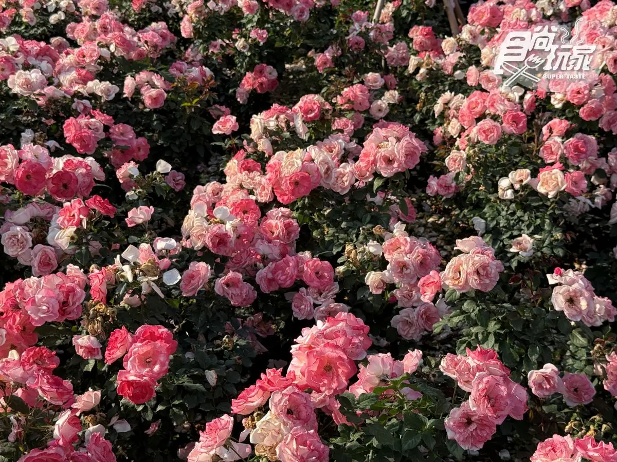 全台最大「玫瑰花園」免費拍!超過20種玫瑰接力綻放,1招免費換哈根達斯 全台最大「玫瑰花園」免費拍!超過20種玫瑰接力綻放,1招免費換哈根達斯
