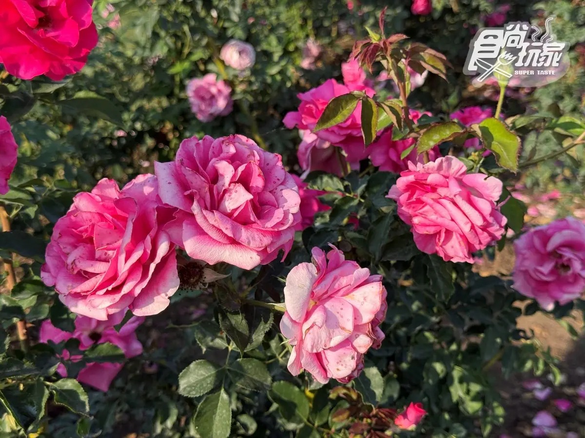 全台最大「玫瑰花園」免費拍!超過20種玫瑰接力綻放,1招免費換哈根達斯 全台最大「玫瑰花園」免費拍!超過20種玫瑰接力綻放,1招免費換哈根達斯